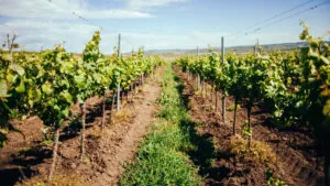 ASAJA exige al Gobierno ayudas directas para arrancar viñedos: “Agricultura debe mover ficha ya”