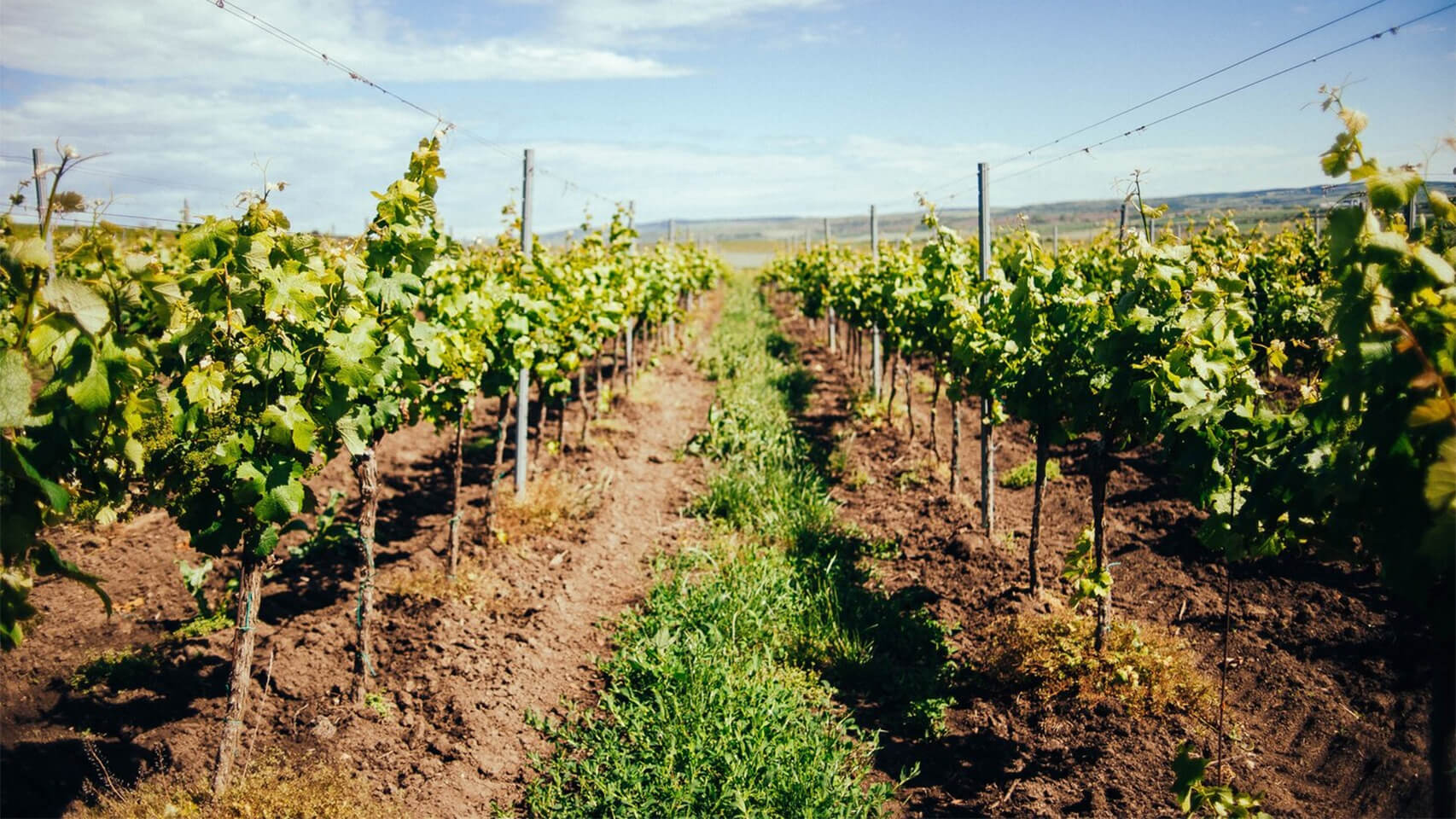 ASAJA exige al Gobierno ayudas directas para arrancar viñedos: “Agricultura debe mover ficha ya” 1 vinas
