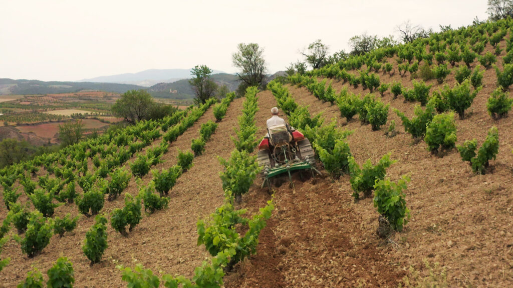 Aragón entra en el prestigioso ‘World Atlas of Wine’ con Raíces Ibéricas logrando dos de las mejores puntuaciones 1 vinedo vina acered bodegas raices ibericas calatayud