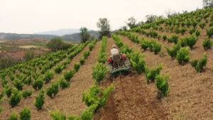 vinedo vina acered bodegas raices ibericas calatayud