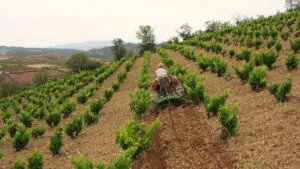 Aragón entra en el prestigioso ‘World Atlas of Wine’ con Raíces Ibéricas logrando dos de las mejores puntuaciones