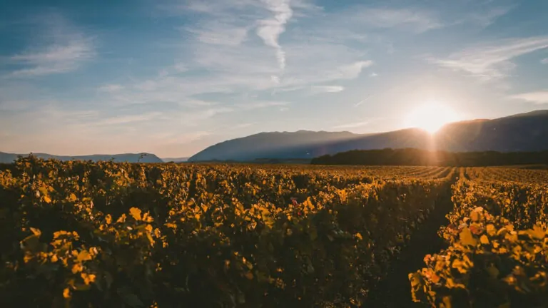 Flint Wines y Hatch Mansfield: una alianza para llevar Iconic Wines a nuevos horizontes