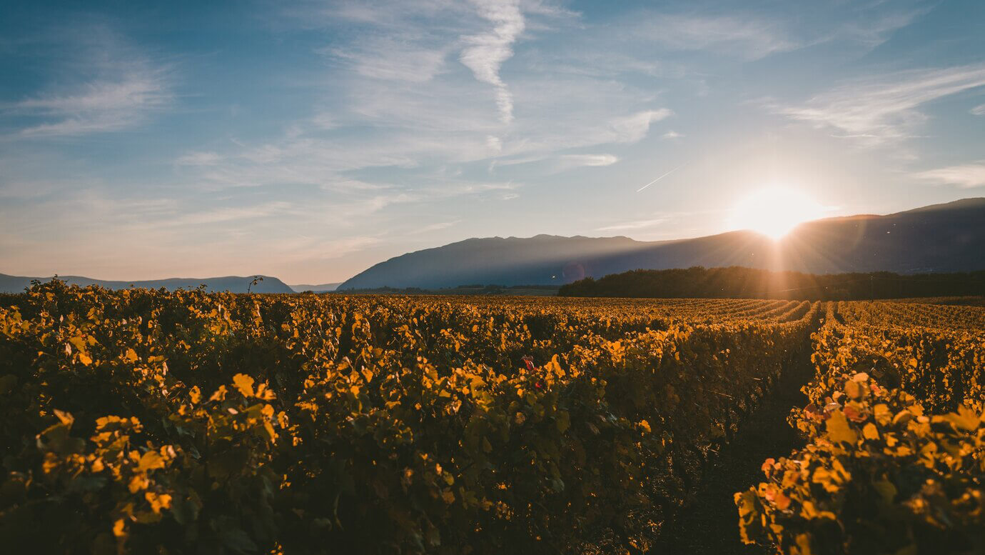 vino 39