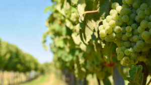 Trump lanza su guerra del vino: cava catalán y bodegas de Rioja y Ribera en crisis 7 vino 45