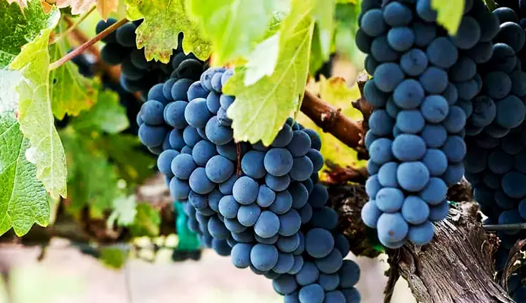 Uva Zinfandel: Historia, características y todo sobre sus vinos 2 zinfandel 1 1
